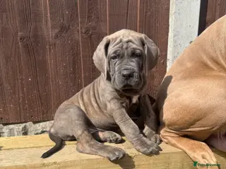 Cane Corso dogs 4 cane corso left - Advert 1