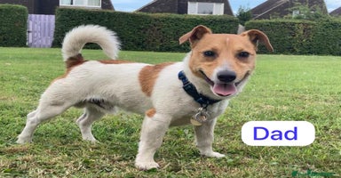 Jack Russell dogs Jack Russell  - Advert 6