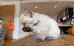Ragdoll cats for sale: Ragdoll Kittens for Sale - Image 24