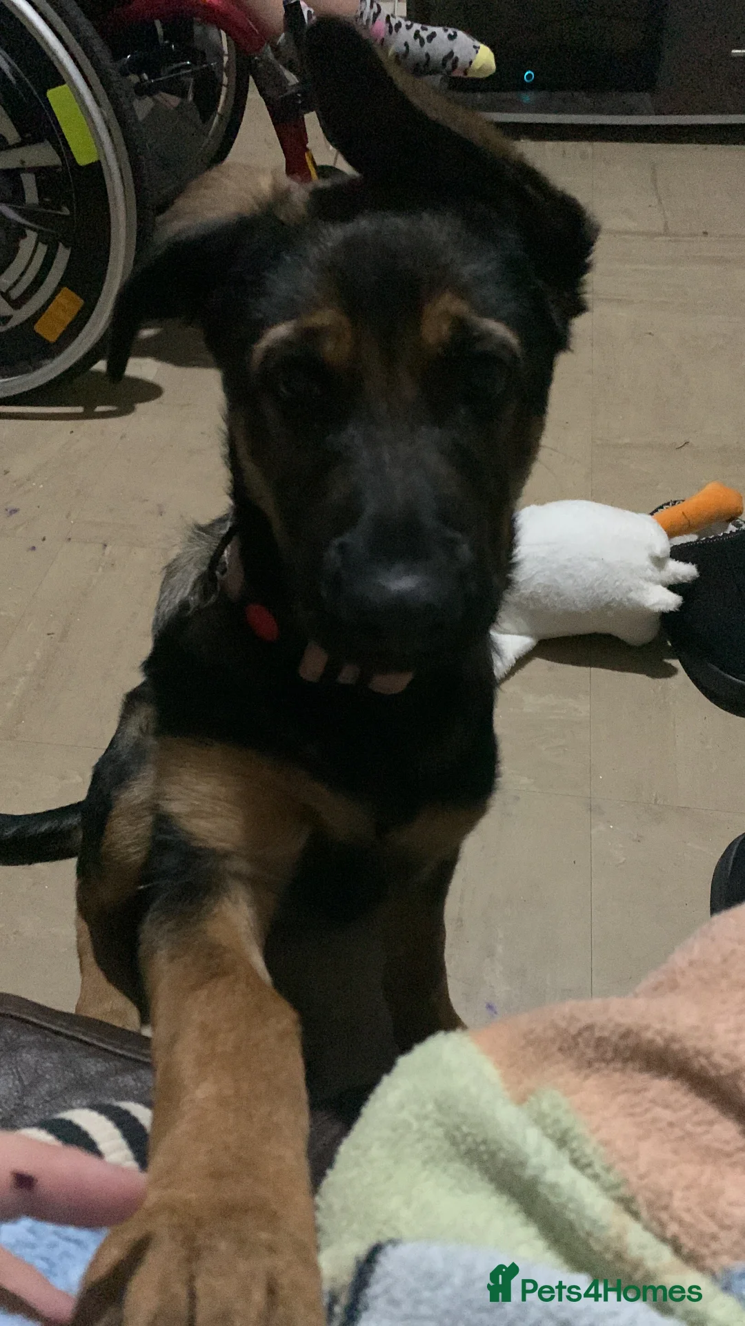 Mixed Breed dogs for sale: Sky female - Advert 11