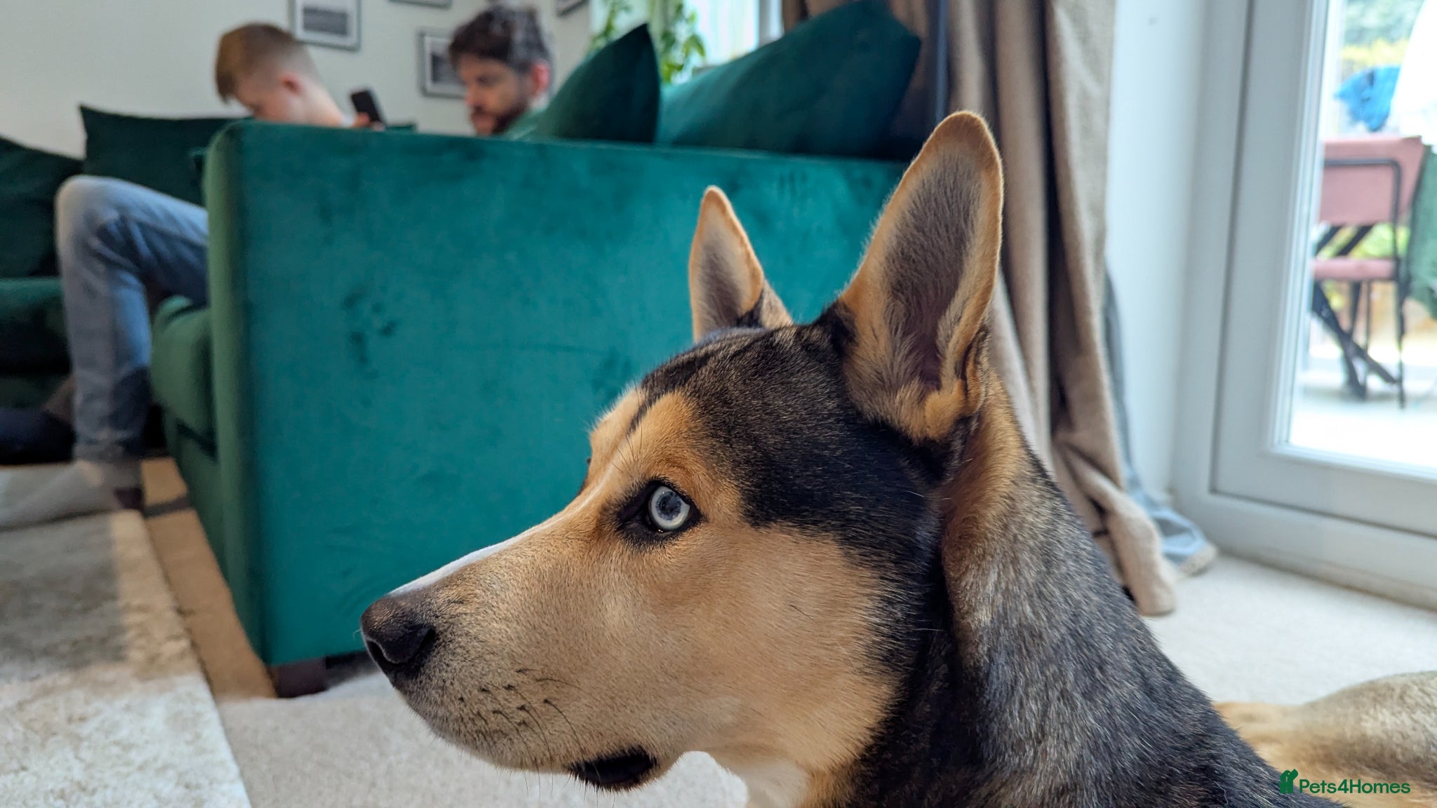 Shepsky dogs for sale: This is wolf  - Advert 5