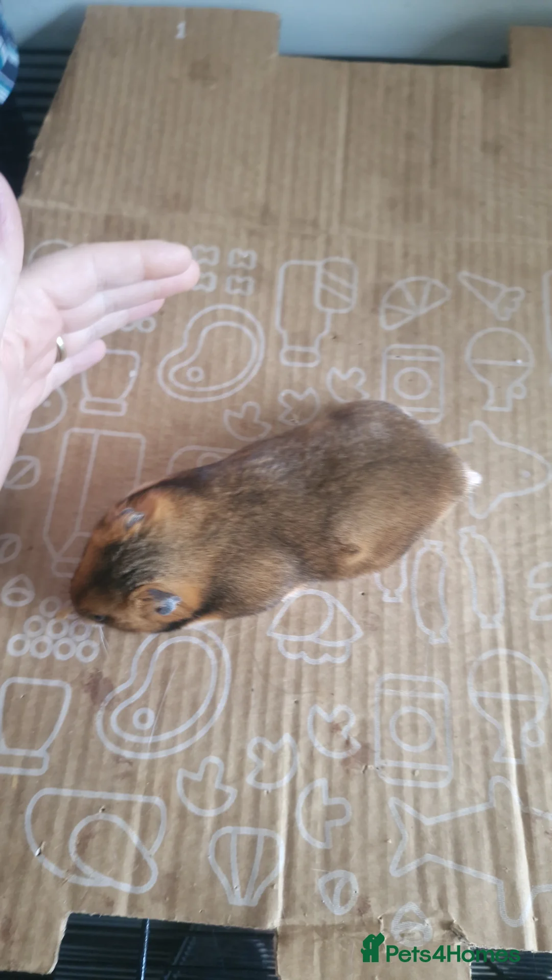 Hamster rodents for sale: Pedigree Syrian Hamsters  - Advert 2