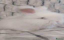 Angora rabbits for sale: Blue eyed white Angora - Image 3