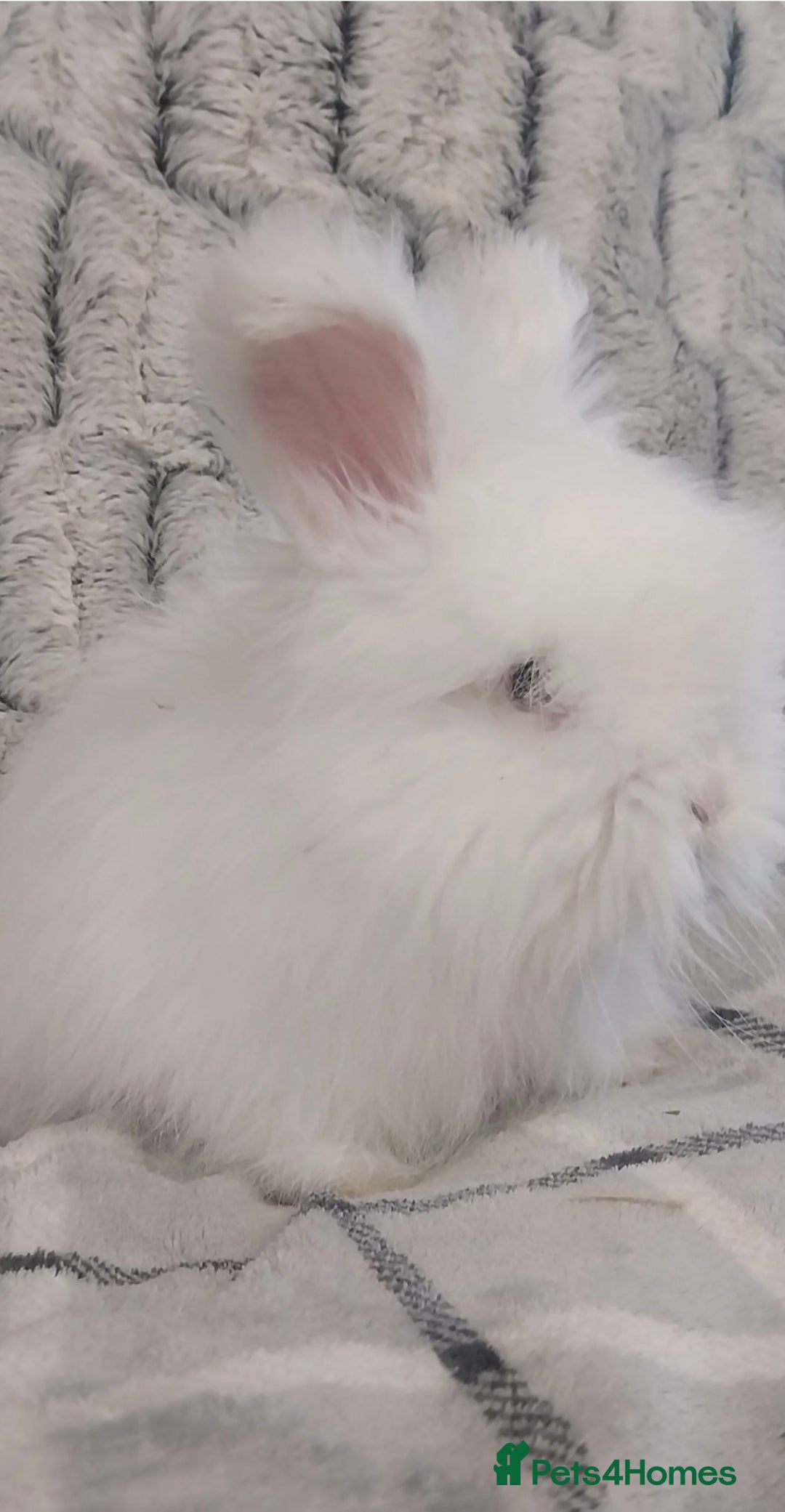 Angora rabbits for sale: Blue eyed white Angora - Image 3
