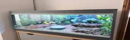 Python Snake reptiles for sale: Banana Royal Python will full set up - Advert 10