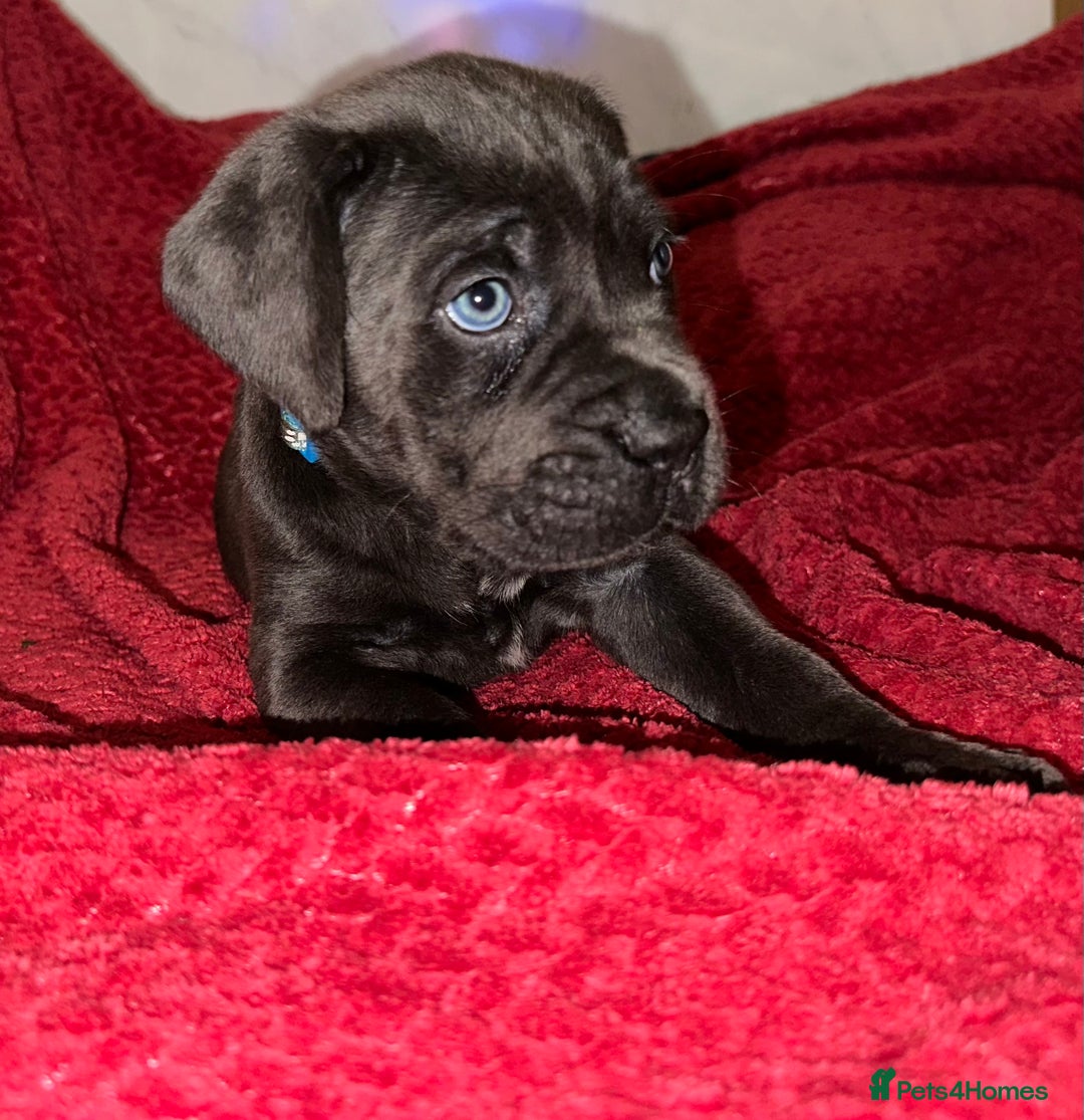 Cane Corso dogs for sale: Full bloodline Cane Corso Italiano FCI - Advert 15