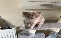 Scottish Fold cats for sale: Scottish Fold - Image 9