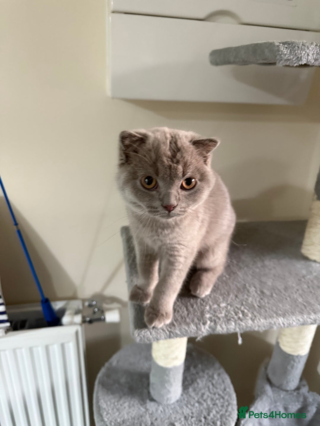 Scottish Fold cats for sale: Scottish Fold - Image 9