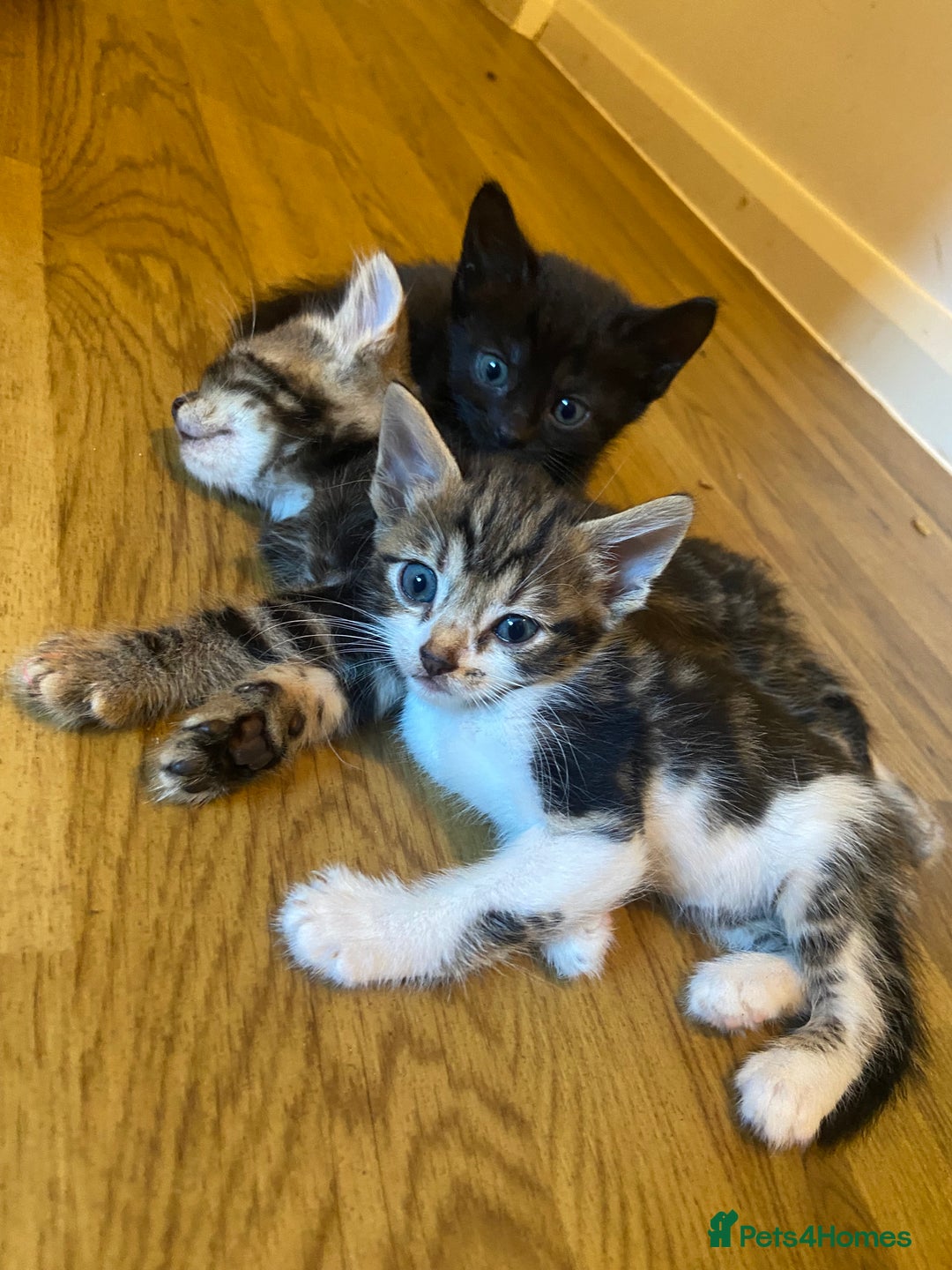 Bengal cats for sale: 7 adorable bengal/tort kitties available now!  - Image 17
