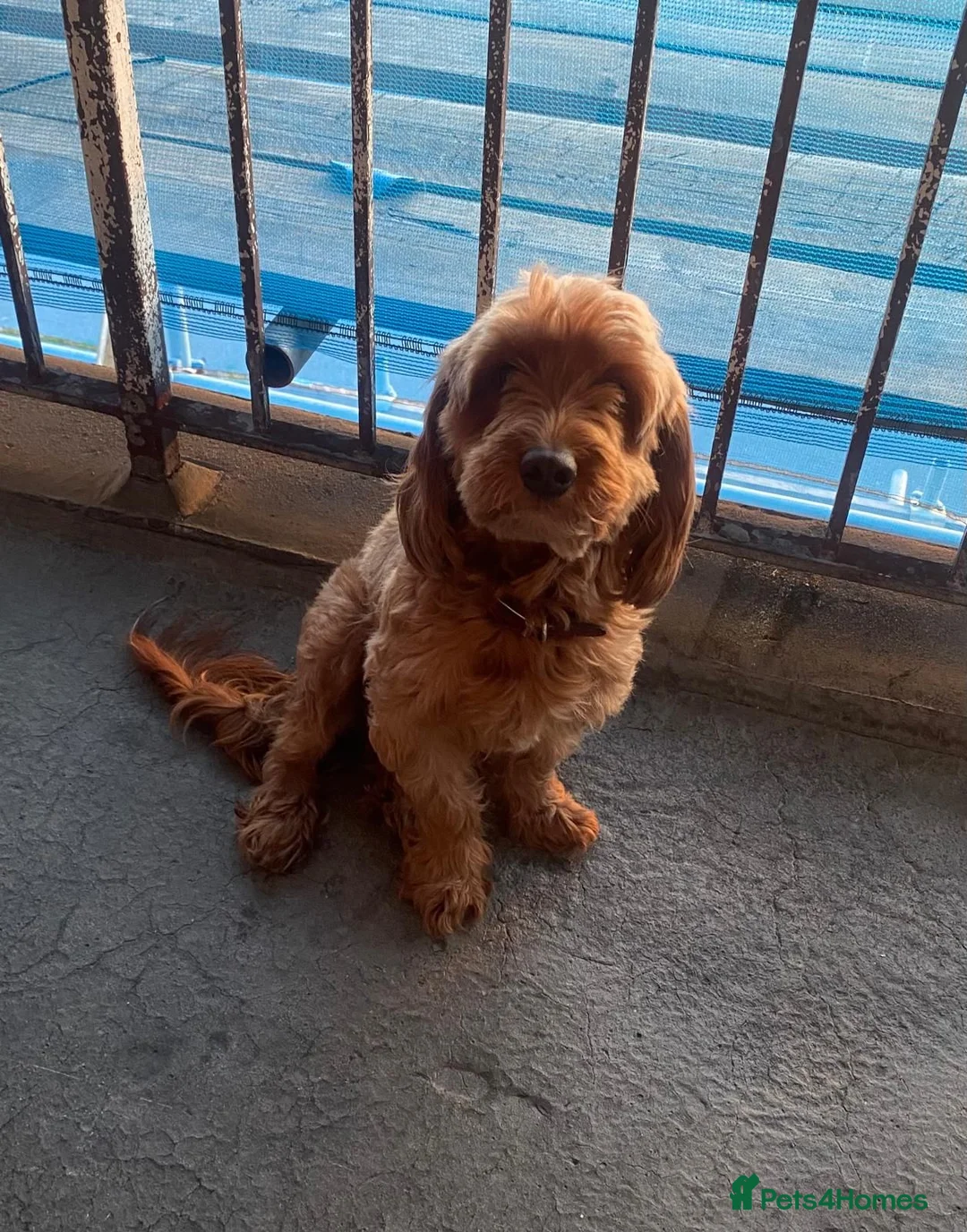 Cockapoo dogs for sale: Beautiful family pet in Basildon - Advert 2