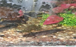 Axolotl reptiles for sale: Axolotl Juveniles Approx 3 months old - Image 1