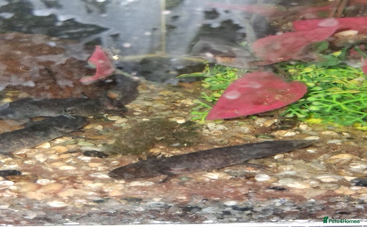 Axolotl reptiles - Advert 1