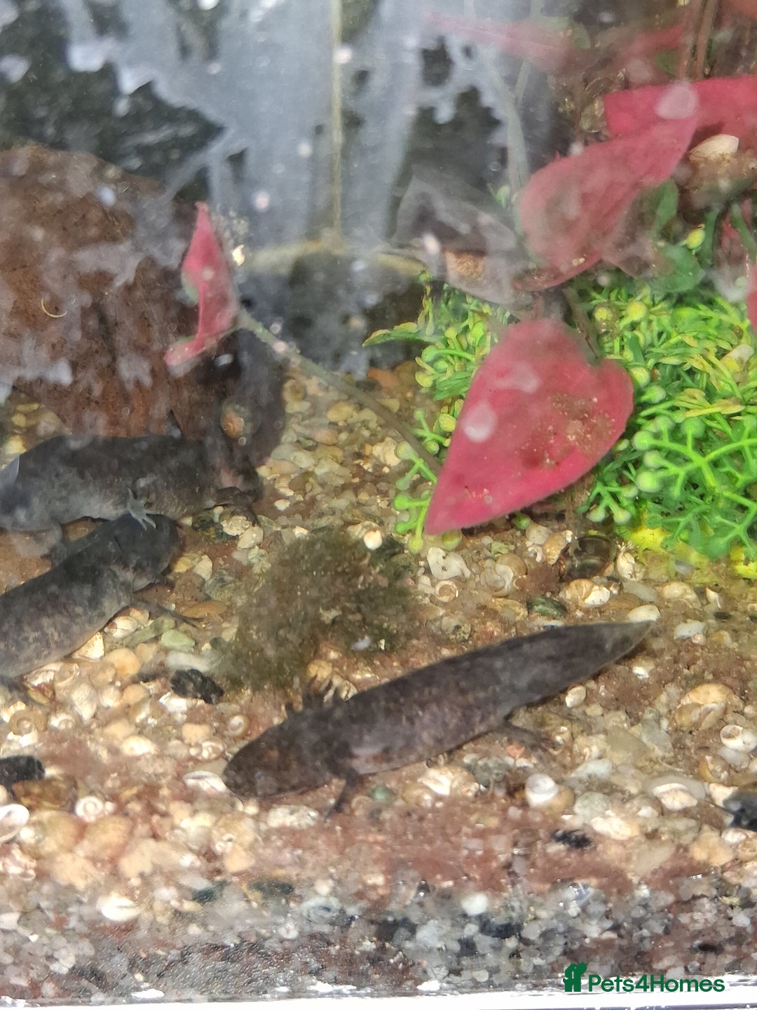 Axolotl reptiles for sale: Axolotl Juveniles Approx 3 months old - Image 1