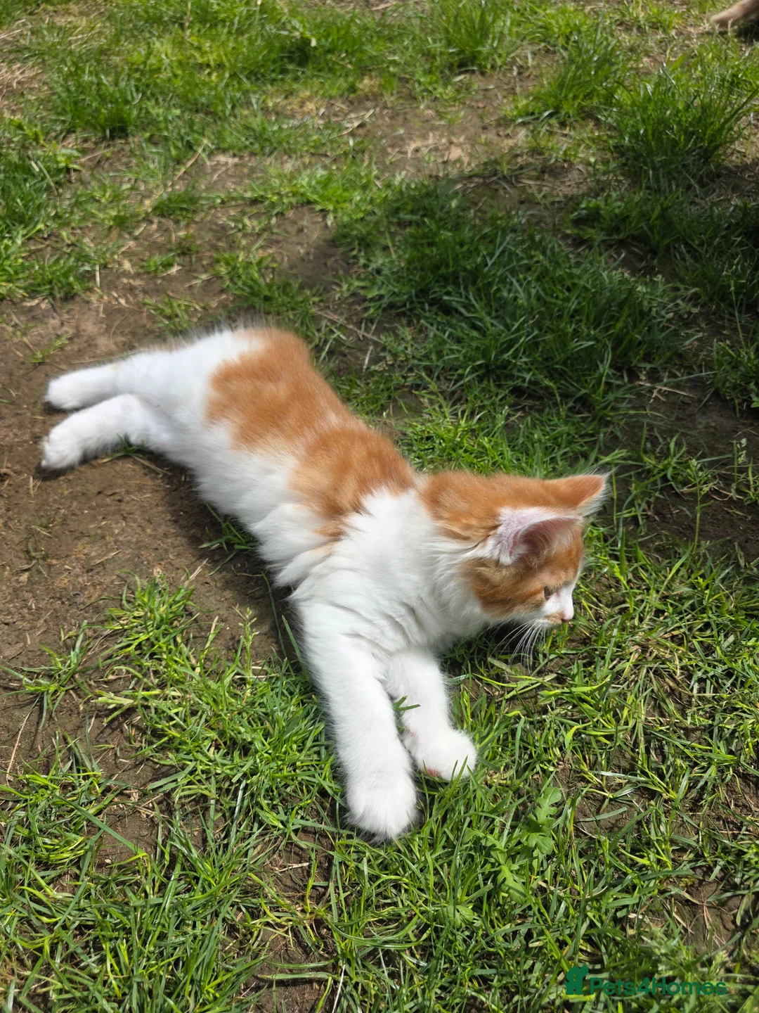 Mixed Breed cats for sale: Adorable fluffy Kittens in Hungerford - Advert 2