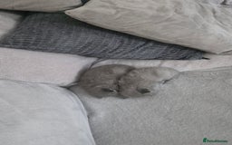 British Shorthair cats for sale: British Shorthair Kittens - 2 girls  - Image 2