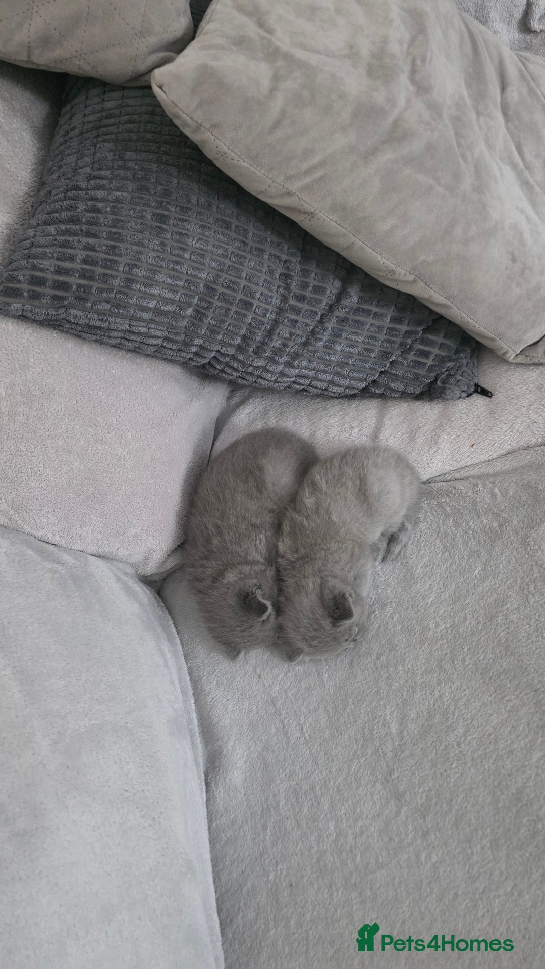 British Shorthair cats for sale: British Shorthair Kittens - 2 girls  - Image 2