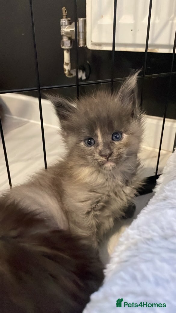 Maine Coon cats Adorable Maine coon kittens for sale  - Advert 15