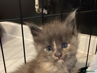 Maine Coon cats Adorable Maine coon kittens for sale - Advert 11