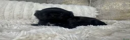 Shih Tzu dogs for sale: Imperial Shih Tzu puppies  in Derby - Advert 19