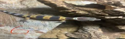 Leopard Gecko reptiles for sale: Leopard geckos for sale    in Rayleigh - Advert 4