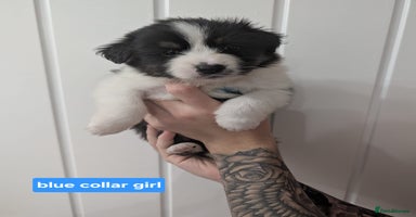 Australian Shepherd dogs - Advert 1