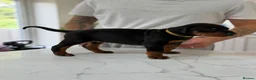 Dobermann dogs for sale: European Doberman puppies! - Advert 23