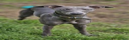Whippet dogs for sale: Full blue pedigree KC reg whippet puppies - Advert 2