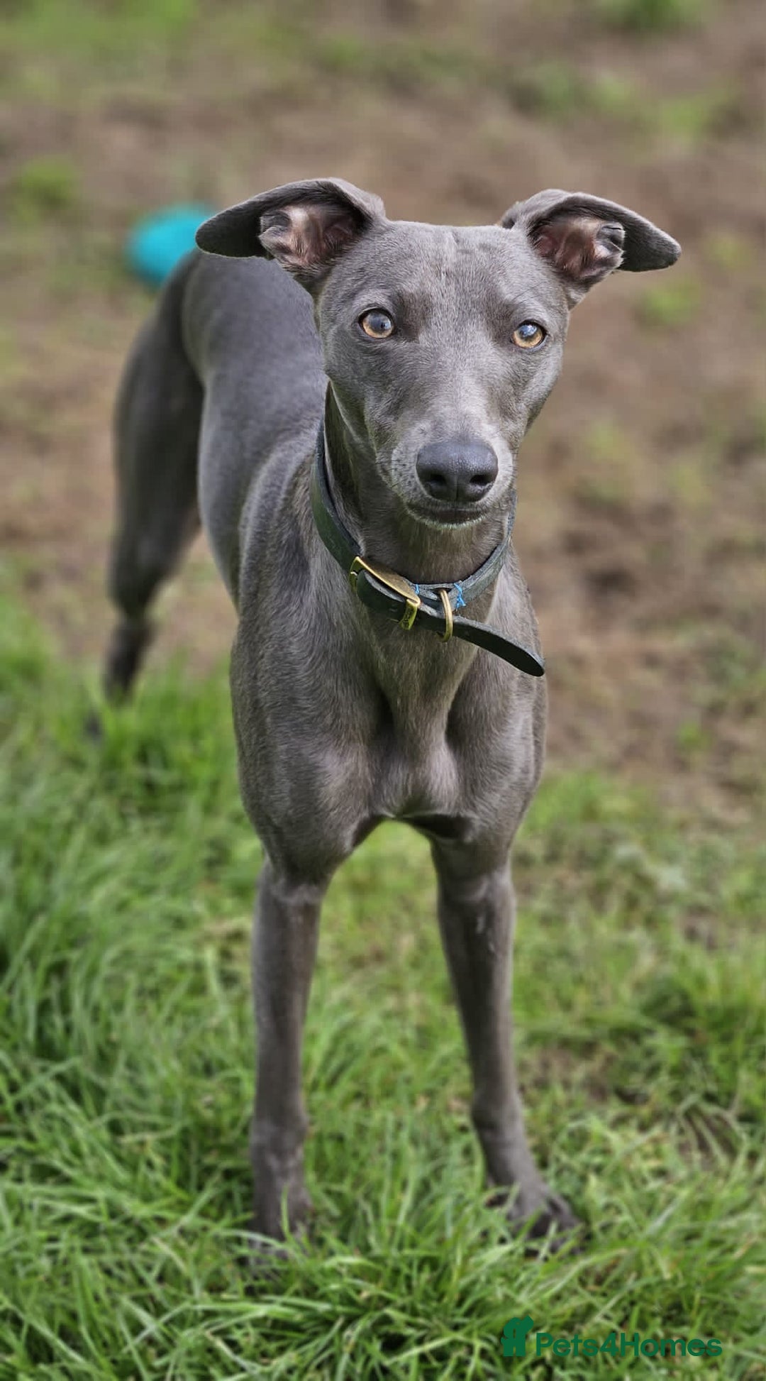 Whippet dogs for sale: Full blue pedigree KC reg whippet puppies - Advert 2