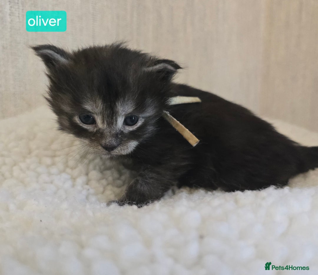 Maine Coon cats for sale: Maine Coon Kittens Smokes Large Russian Lines - Image 26