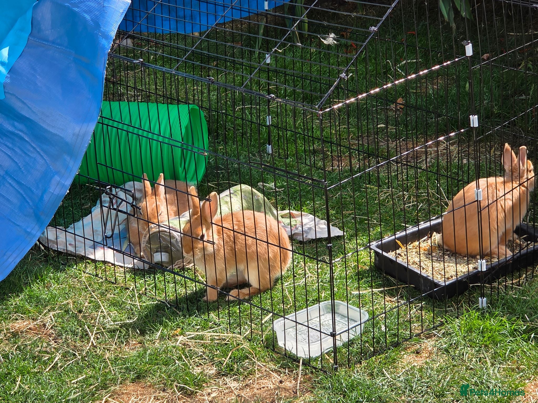 Netherland Dwarf rabbits Netherland Dwarf rabbits ready for their new homes - Advert 2