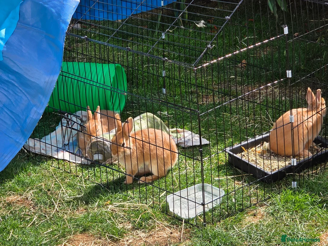 Netherland Dwarf rabbits for sale: Netherland Dwarf rabbits ready for their new homes - Advert 2
