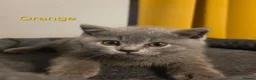 British Shorthair cats for sale: GCCF British Shorthair kittens in Southampton - Advert 9