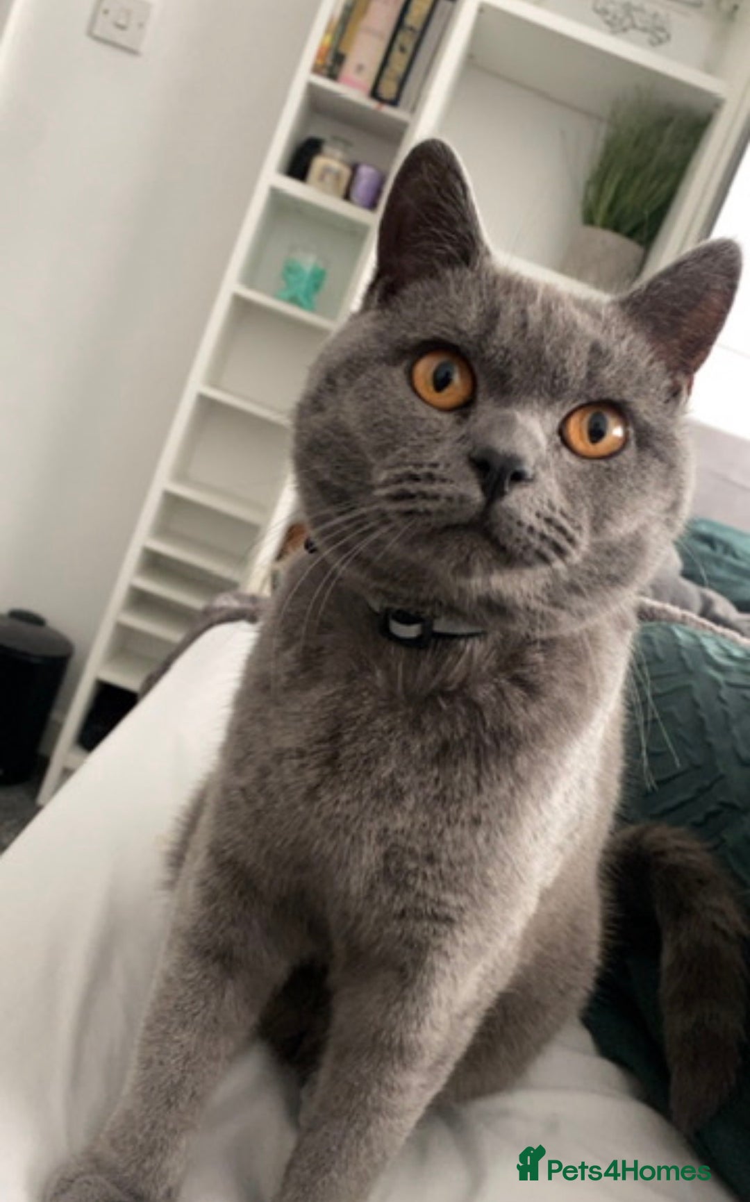 British Shorthair cats for sale: Loki the male BSH  - Advert 1