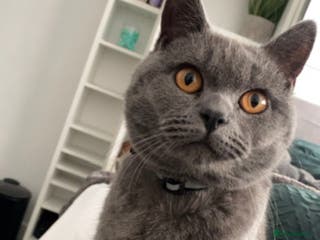 British Shorthair cats Loki the male BSH - Advert 9