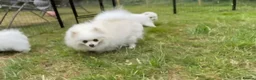 Pomeranian dogs for sale: Beautiful Purebred Pomeranian Female 5½ Months Old - Advert 11