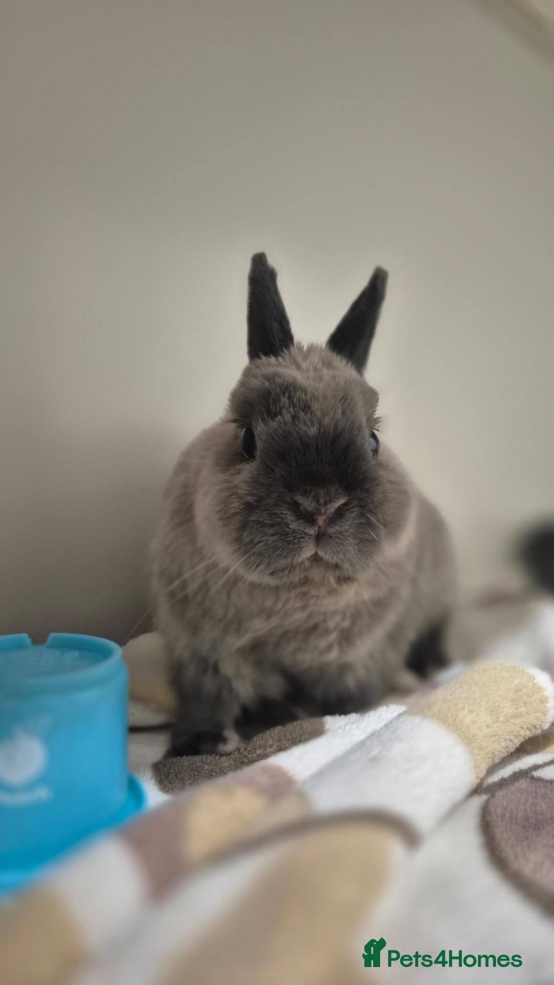 Netherland Dwarf rabbits Whisper vaccinated and neutered  - Advert 1