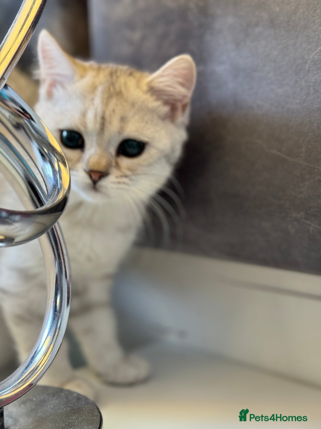 British Shorthair cats for sale: BSH kitten classic & chinchilla bloodline - Image 21