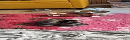 Pomchi dogs for sale: Stunning Pomchi puppies  - Advert 9