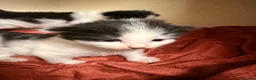 Bombay cats for sale: Beautiful tuxedo kittens  in Torquay - Advert 1
