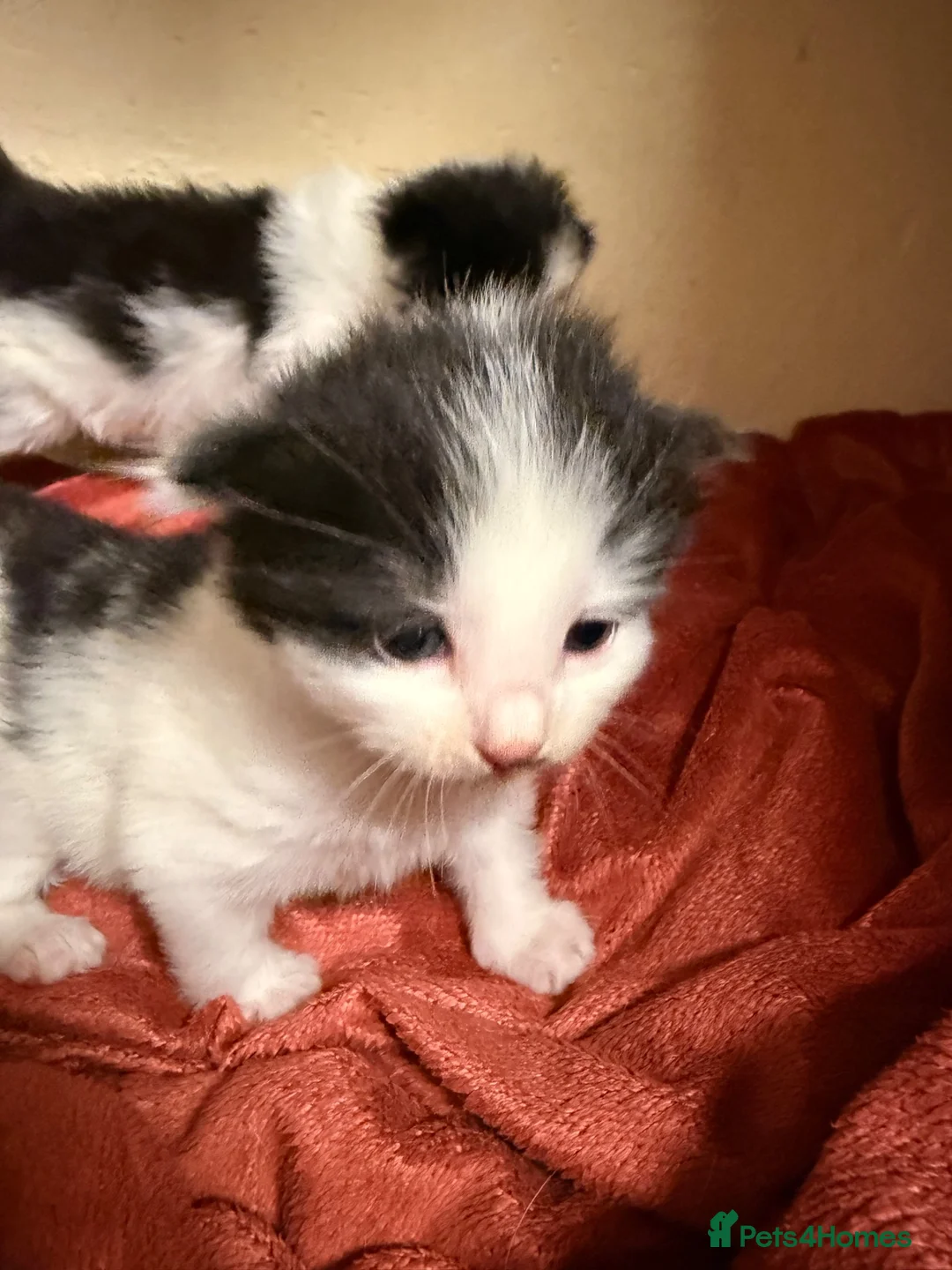 Bombay cats for sale: Beautiful tuxedo kittens  in Torquay - Advert 1