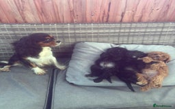 Cavapoo dogs for sale: Beautiful cavapoos  - Image 9