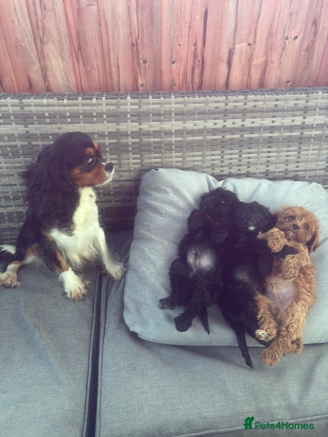 Cavapoo dogs for sale: Beautiful cavapoos  - Image 9