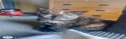 Mixed Breed cats for sale: multicoloured kittens in Nottingham - Advert 6