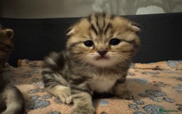 British Shorthair cats for sale: British Shorthair X Scottish Fold - Advert 2