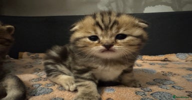 British Shorthair cats British Shorthair X Scottish Fold - Advert 16