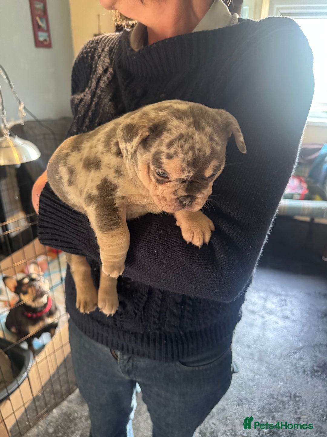 French Bulldog dogs for sale: 🐶 Stunning Merle Lilac Fawn French Bulldogs - Advert 18