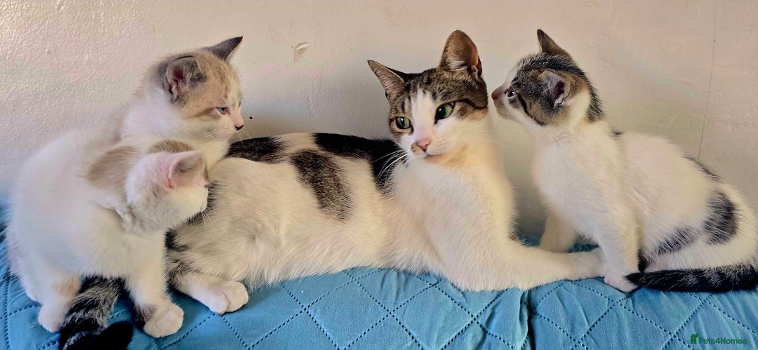British Shorthair cats for sale: CATS FOR SALE - Image 2