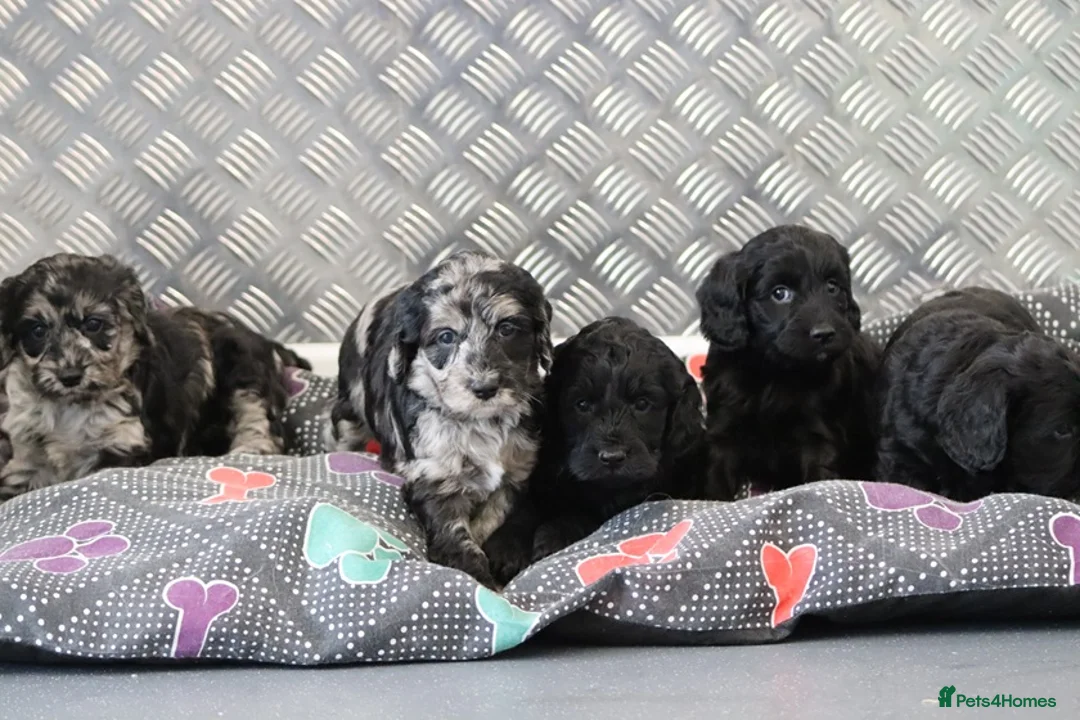 Cockapoo dogs for sale: F1 Cockapoo puppies for sale! - Advert 31