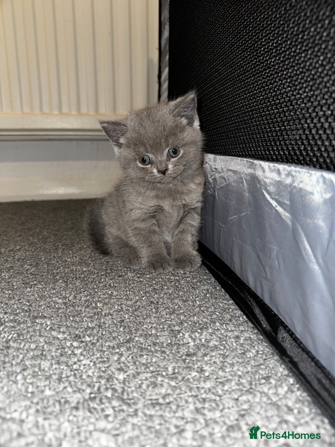 British Shorthair cats for sale: 3 British Shorthair Boys   - Image 3