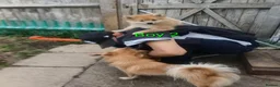 Pomeranian dogs for sale:  1 boys - Advert 16